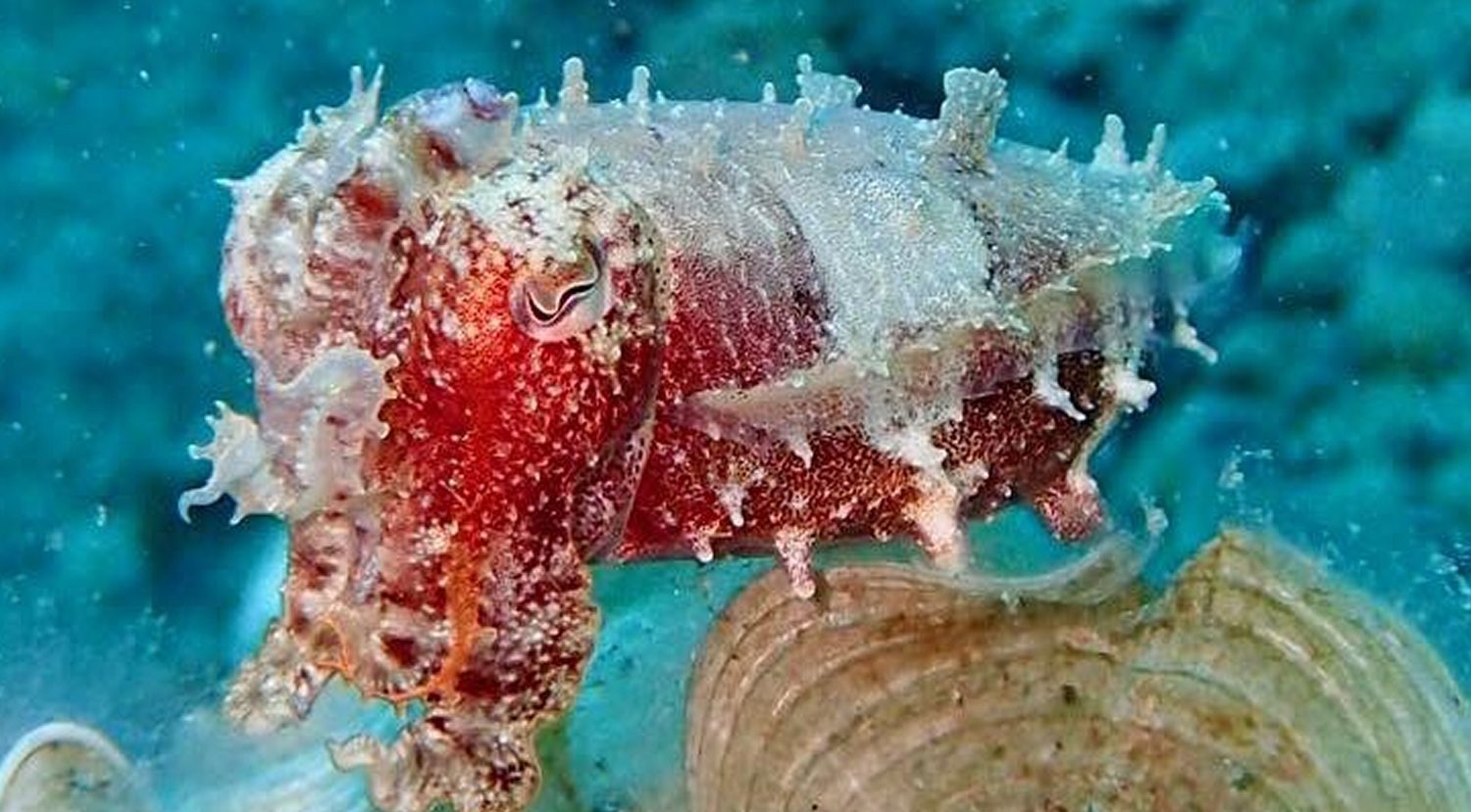 Scuba Diving in Southern Leyte Philippines