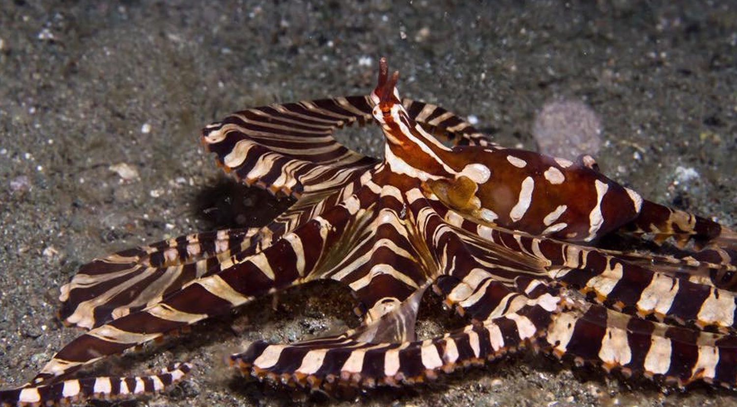 Scuba Diving in Southern Leyte Philippines