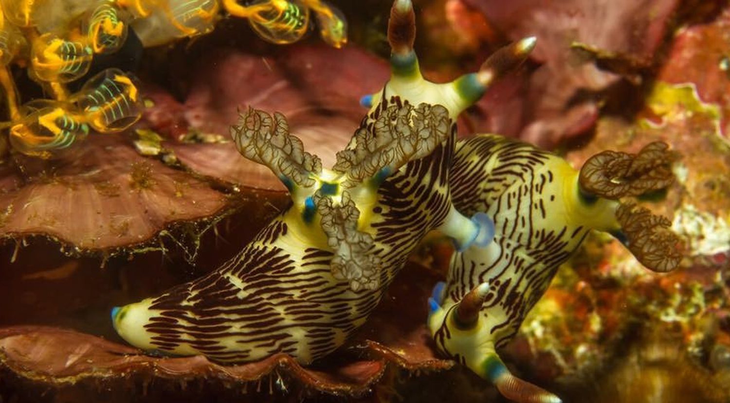 Scuba Diving in Southern Leyte Philippines