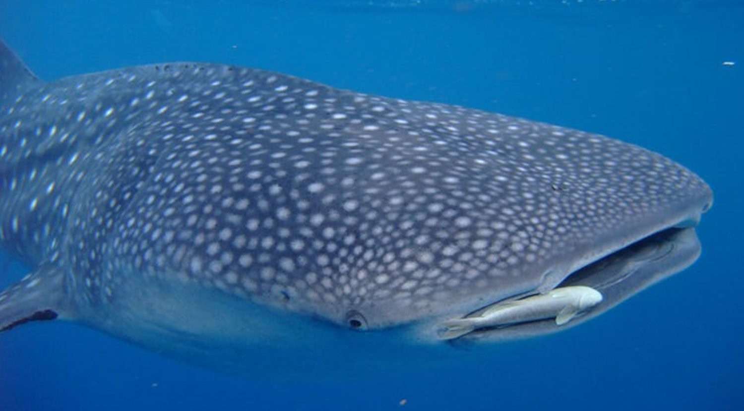 Scuba Diving in Southern Leyte Philippines