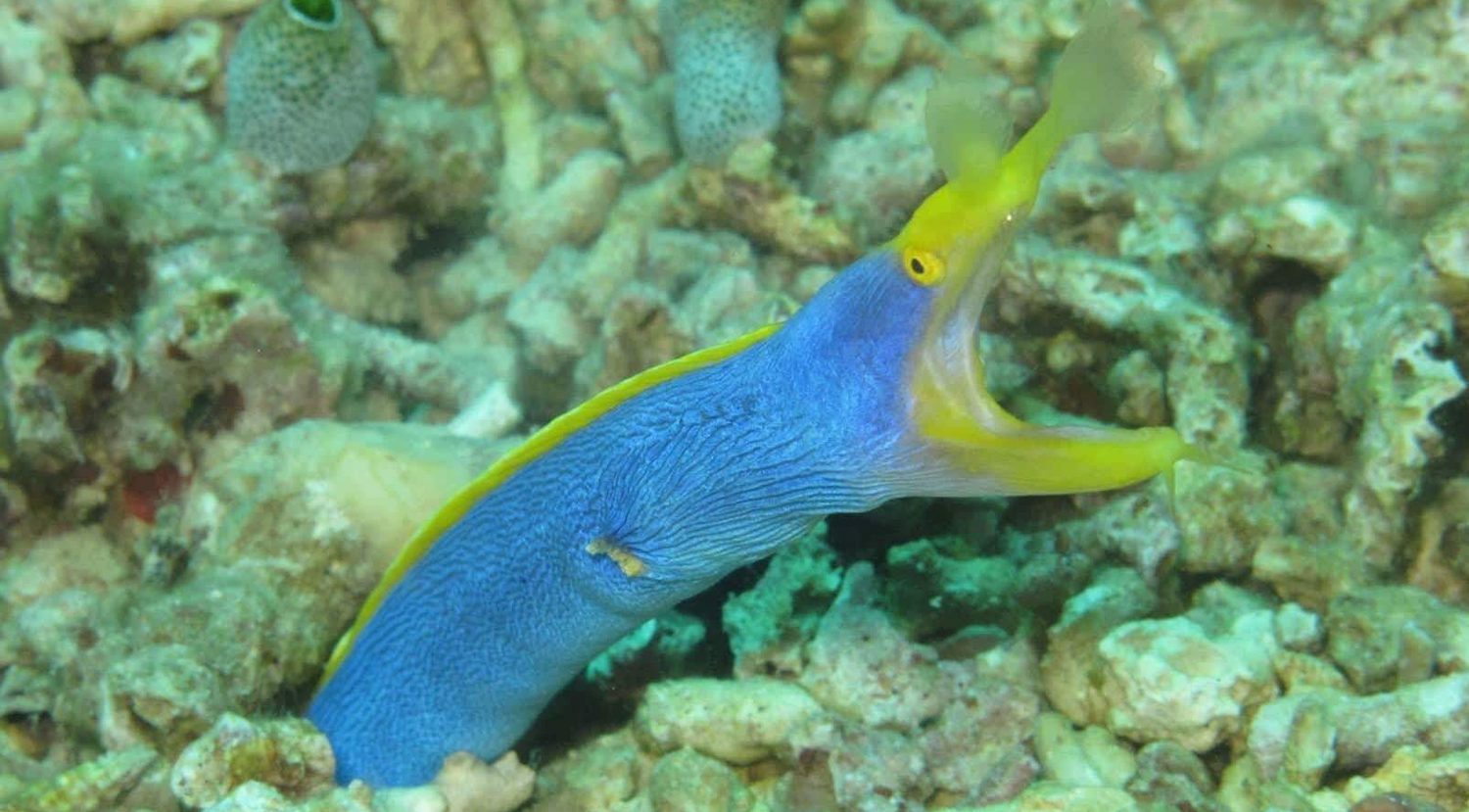 Scuba Diving in Southern Leyte Philippines