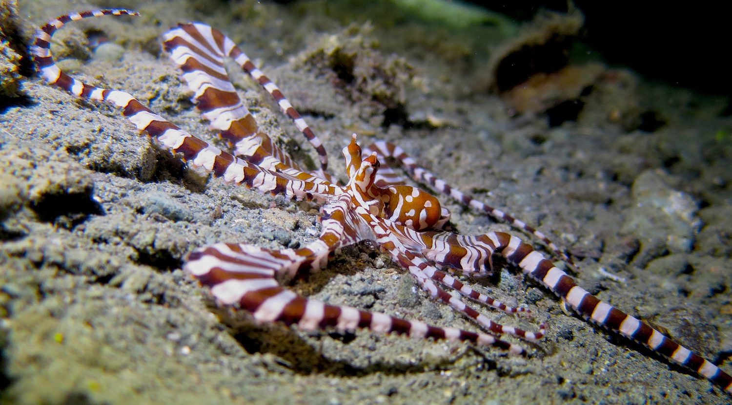 Scuba Diving in Southern Leyte Philippines