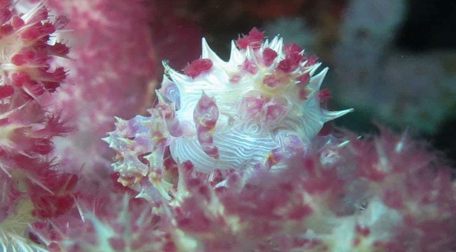 Scuba Diving in Southern Leyte Philippines