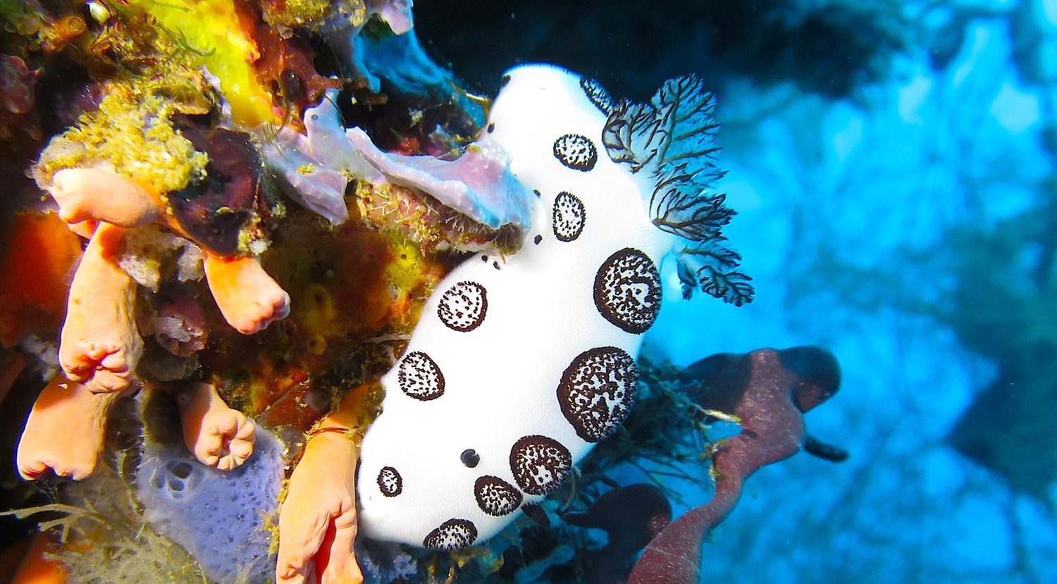 Scuba Diving in Southern Leyte Philippines
