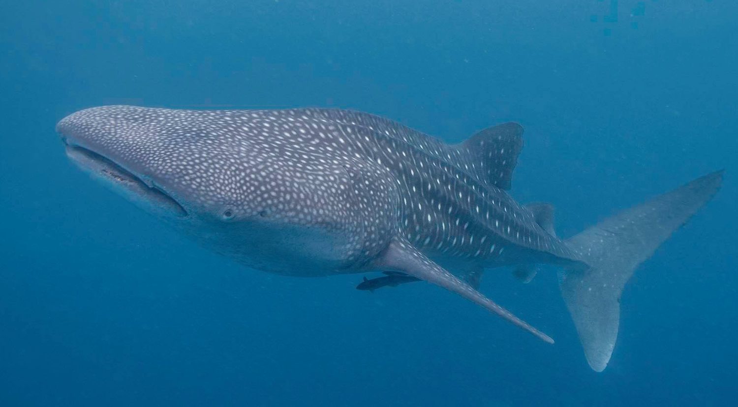 Scuba Diving in Southern Leyte Philippines