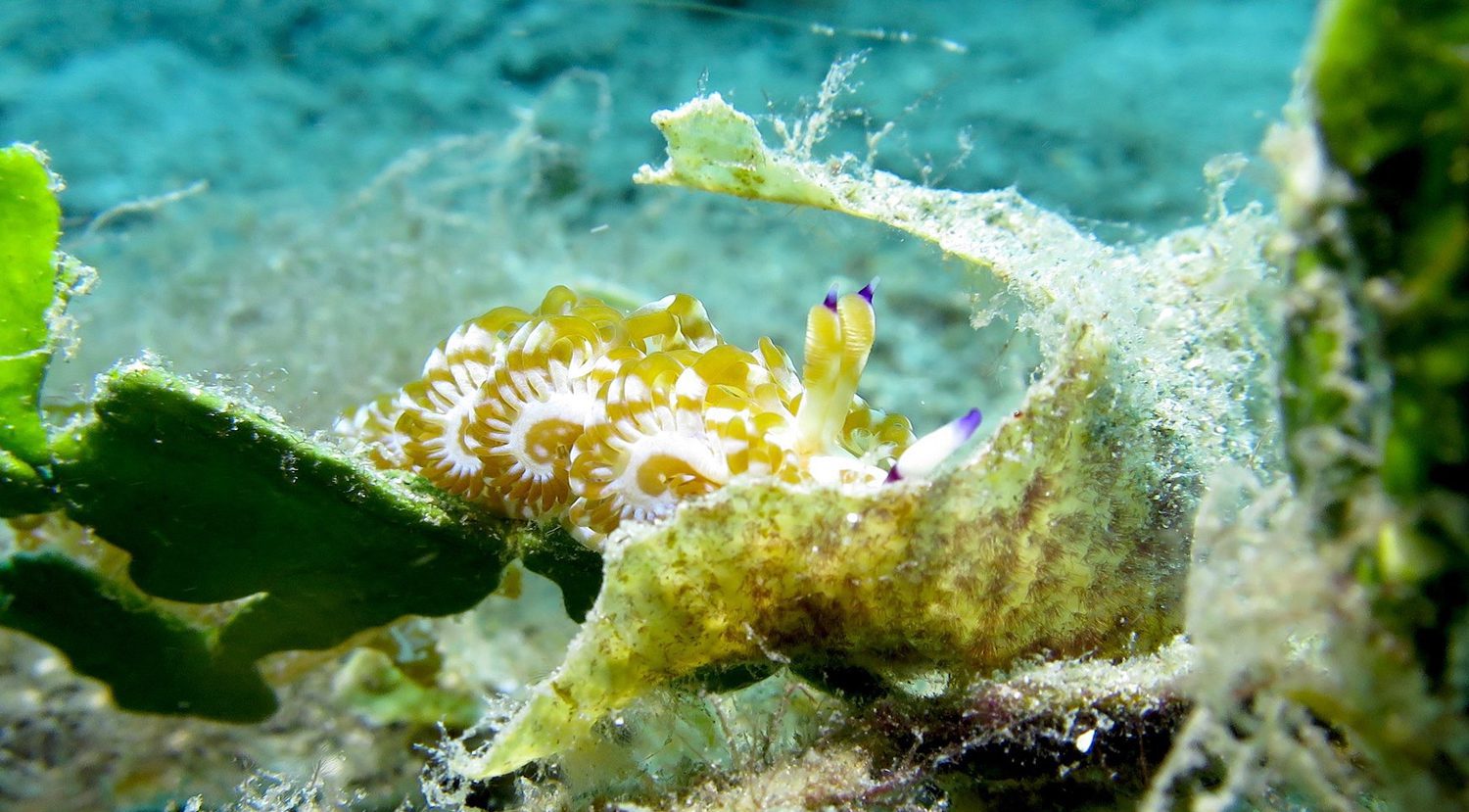 Scuba Diving in Southern Leyte Philippines