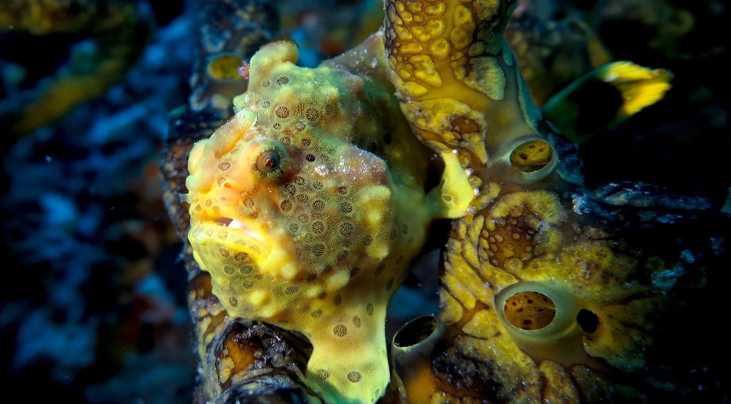 Scuba Diving in Southern Leyte Philippines
