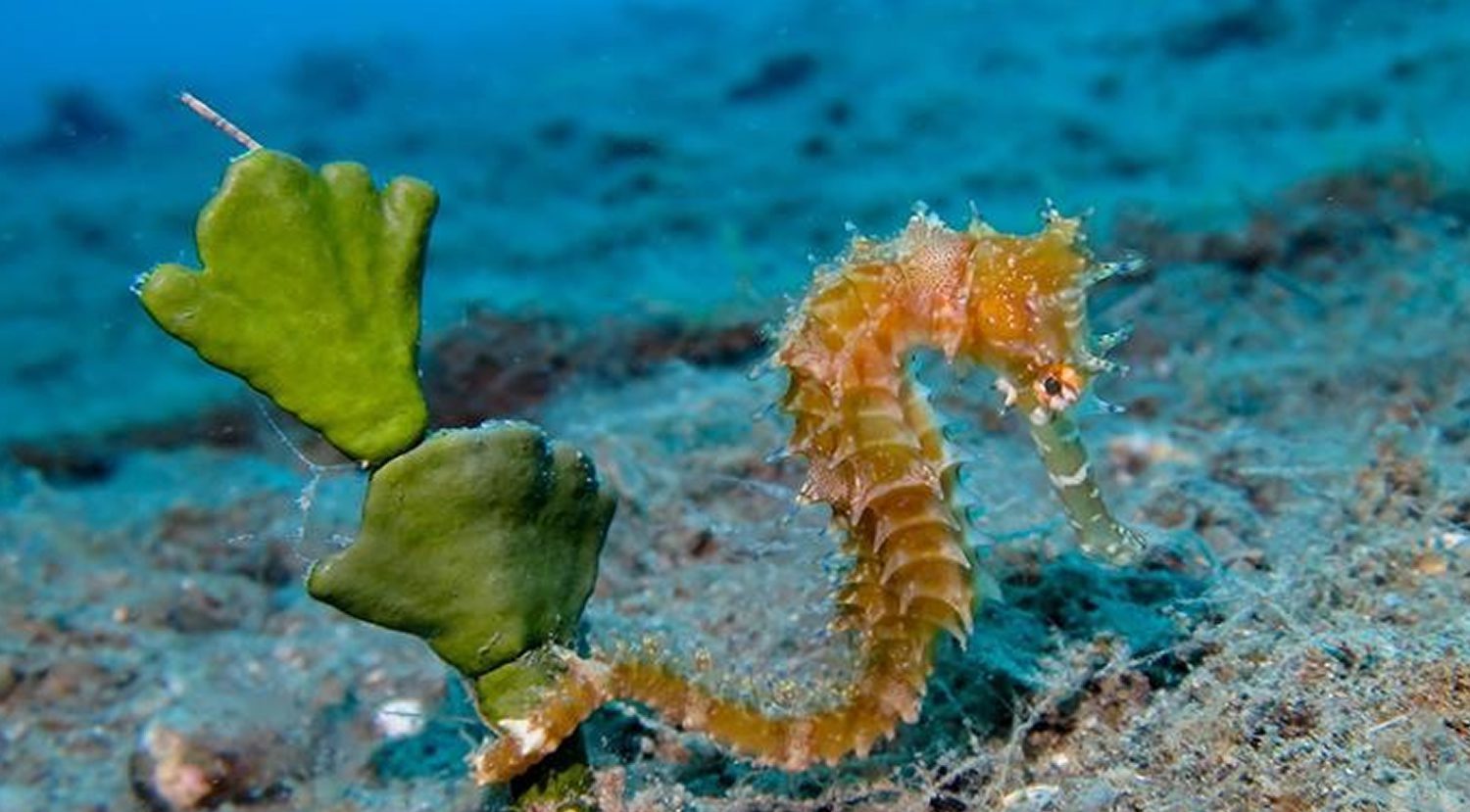 Scuba Diving in Southern Leyte Philippines