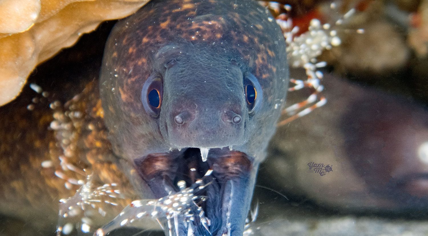 Scuba Diving in Southern Leyte Philippines