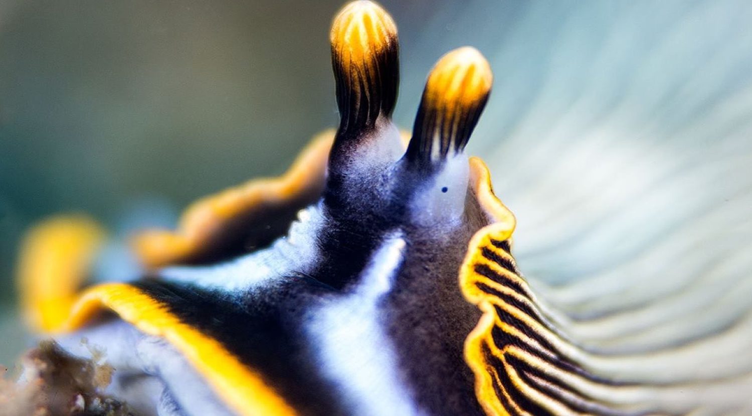 Scuba Diving in Southern Leyte Philippines