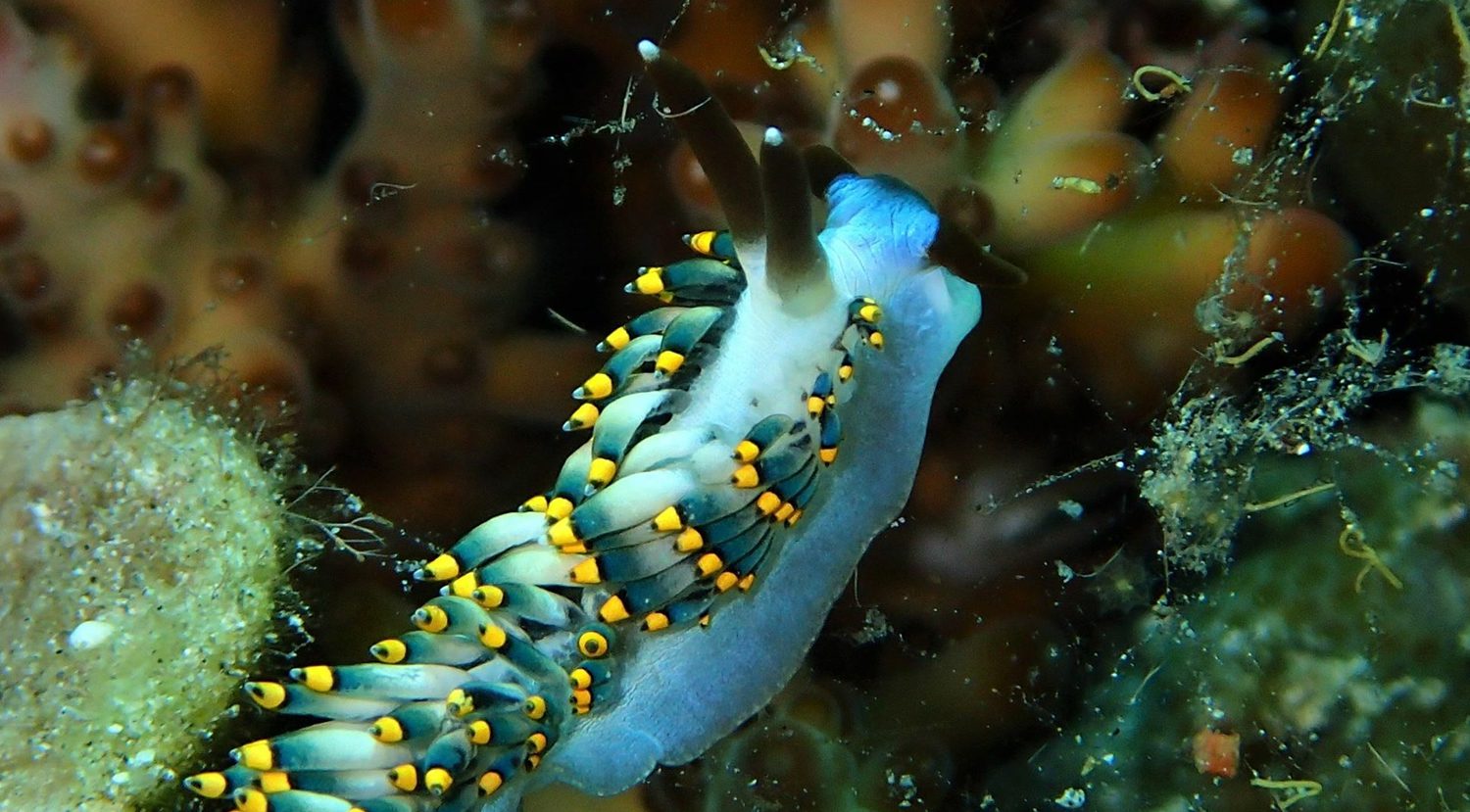 Scuba Diving in Southern Leyte
