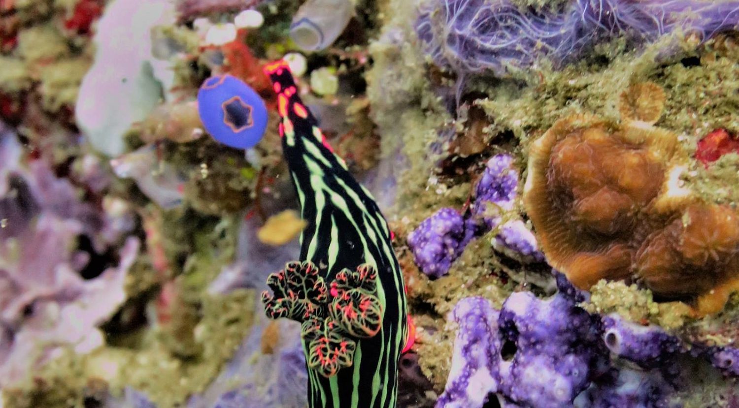Scuba Diving in Southern Leyte