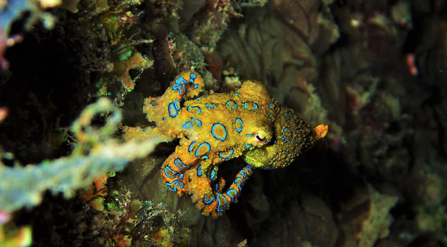 Scuba Diving in Southern Leyte