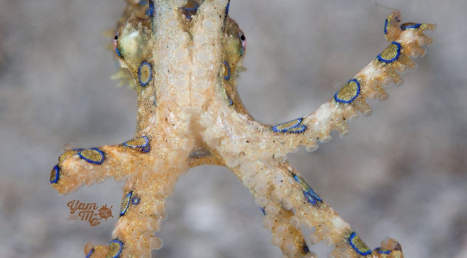 Scuba Diving in Southern Leyte