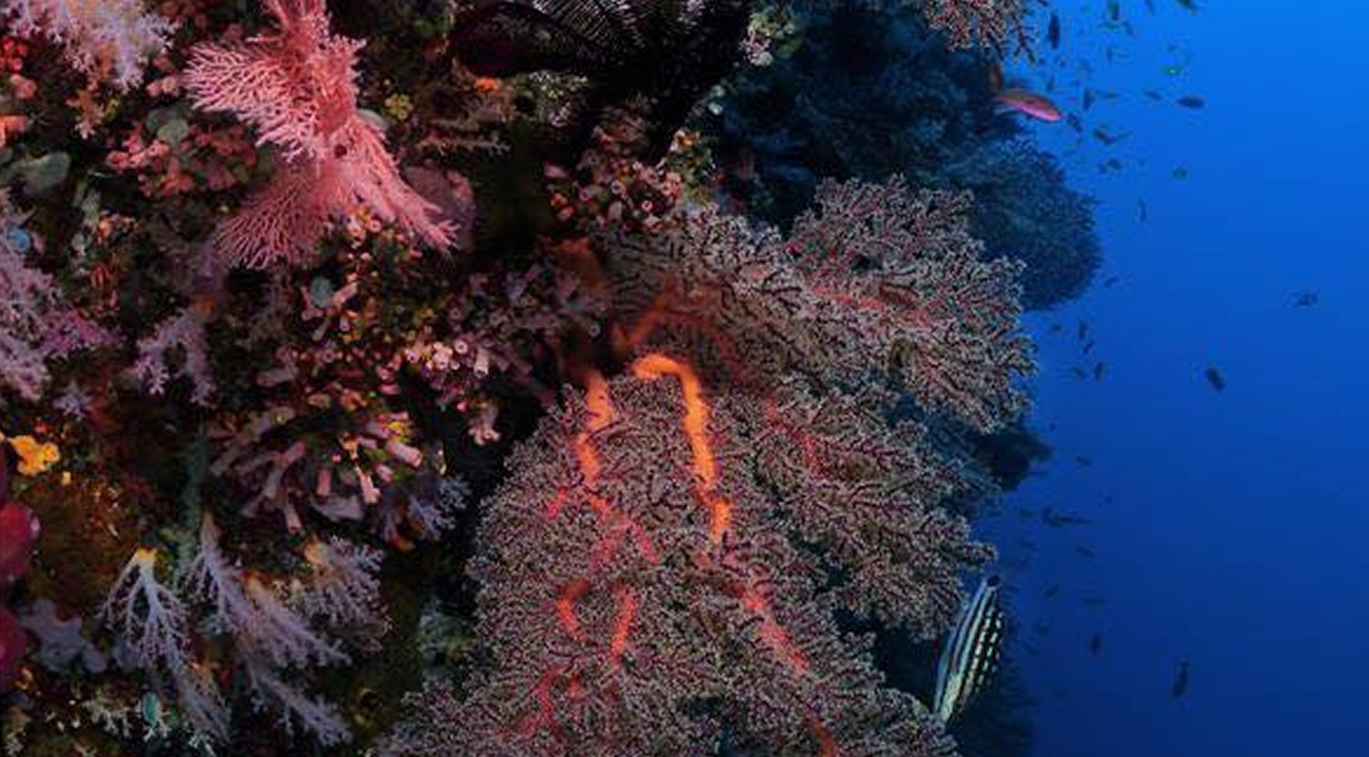 Scuba Diving in Southern Leyte Philippines