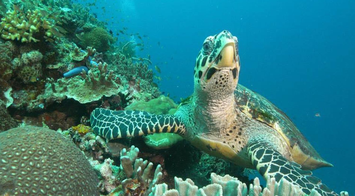 Scuba Diving in Southern Leyte Philippines