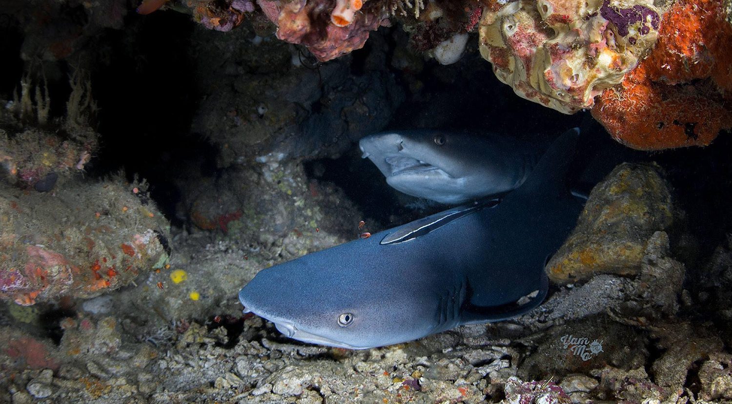 Scuba Diving in Southern Leyte Philippines