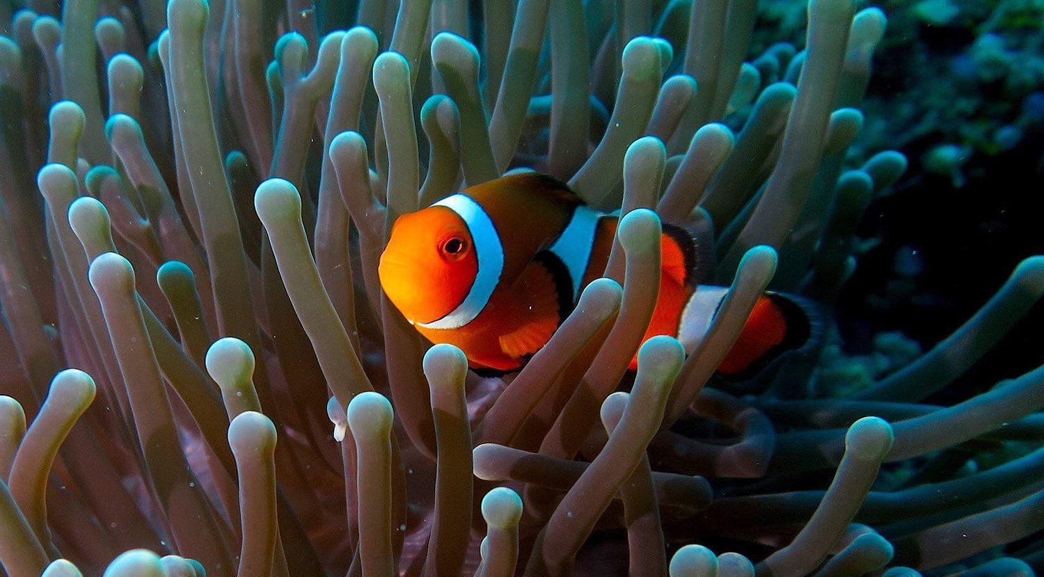 Scuba Diving in Southern Leyte Philippines