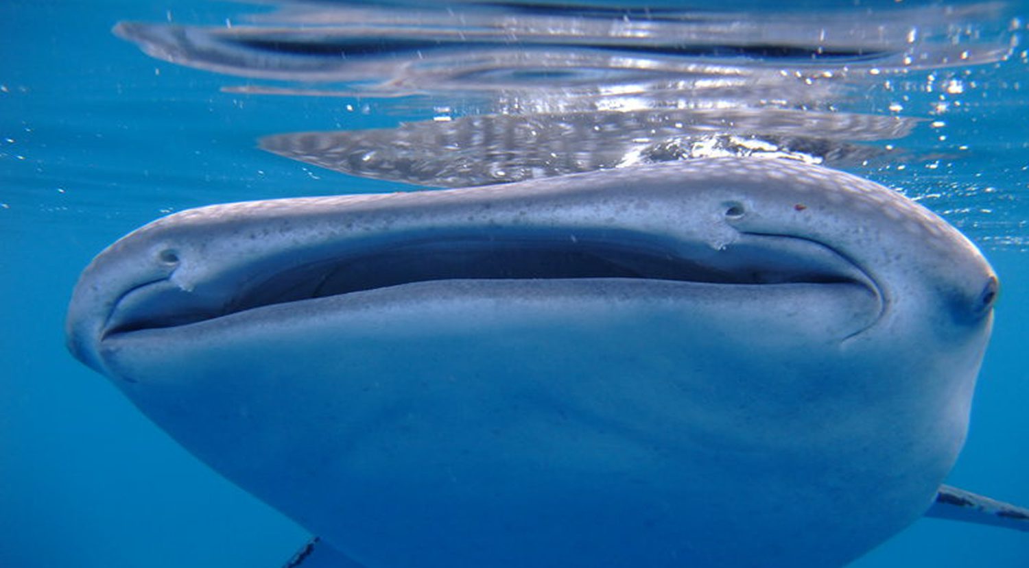 Scuba Diving in Southern Leyte Philippines
