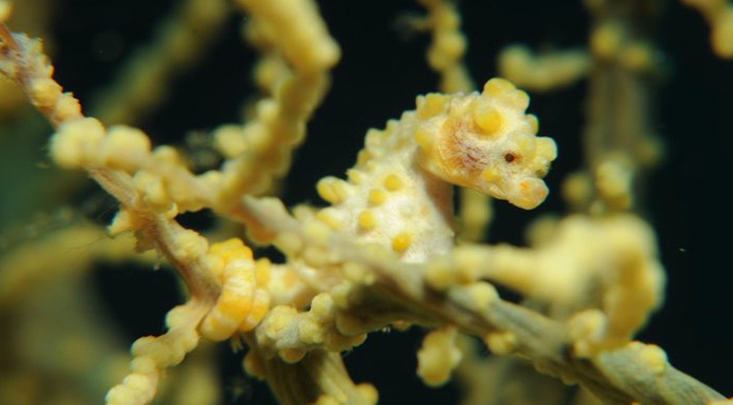 Scuba Diving in Southern Leyte Philippines